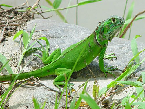disponibles para exportacion iguanas verdes r - Imagen 1