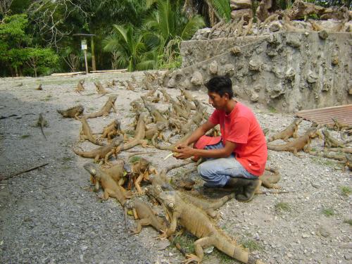 disponibles para exportacion iguanas verdes r - Imagen 2
