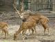 Ciervos-antilopes-disponibles-en-guatemala-Reproducidos-en-zoocraderos