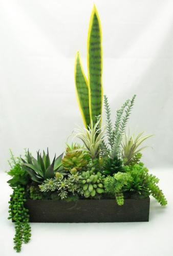 cactus suculentas plantas arreglos vivero - Imagen 1