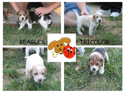 Disponemos de cachorros beagles tricolores y  - Imagen 1