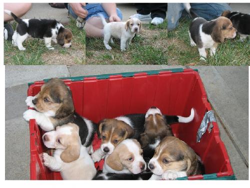 Disponemos de cachorros beagles tricolores y  - Imagen 2