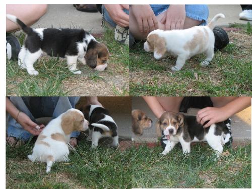 Disponemos de cachorros beagles tricolores y  - Imagen 3
