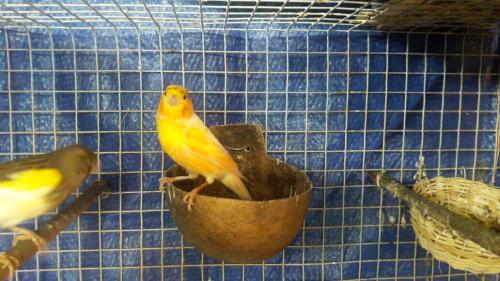 Vendo canarios  timbrados español  interesad - Imagen 1