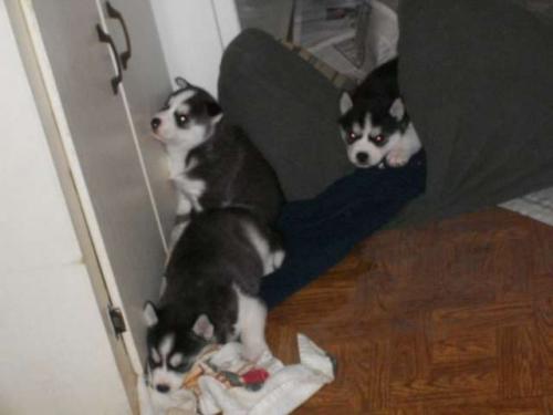3 cachorros husky para adopción Dos machos y - Imagen 1