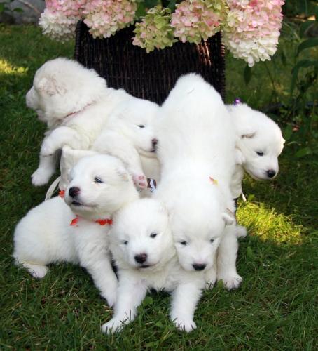 Grandes cachorros de Samoyedo disponibles p - Imagen 2