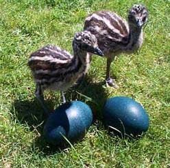 v nandous Avestruces Emus y sus huevos  a - Imagen 1