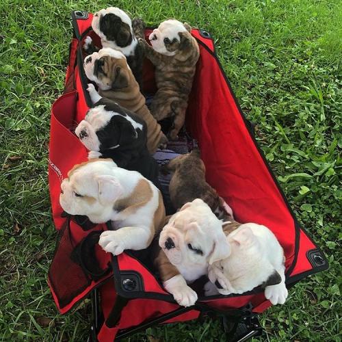 Adopción de cachorros de bulldog inglés de  - Imagen 1