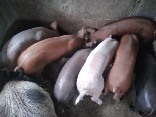 Se venden cerdos para cria ceba - Imagen 1