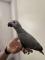 We-have-available-African-grey-parrots-for-sale