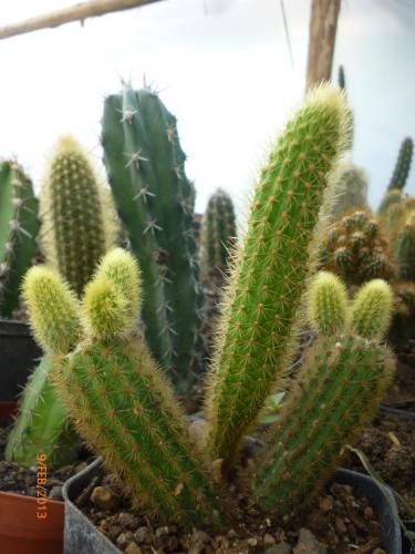 venta de cactus de colecciÒn  somos un viver - Imagen 2