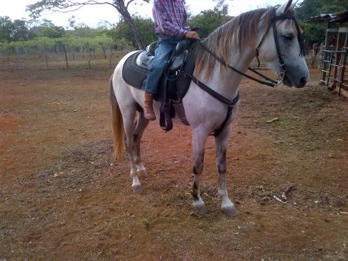 Vendo caballo iberoamericano Bl 2900 contacta - Imagen 1