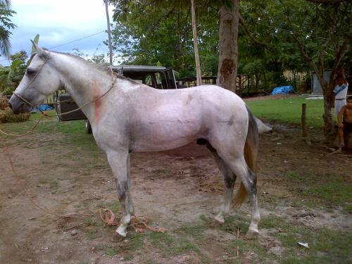 Vendo caballo iberoamericano Bl 2900 contacta - Imagen 2