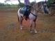 Vendo-caballo-iberoamericano-Bl-2900-contactar